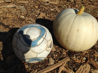 Nipomo Pumpkin patch ornamental 15